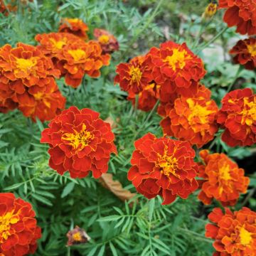 Marigold Konstance Seeds - Tagetes