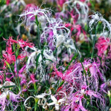 Dianthus superbus Spooky mix seeds - Fringed Pink