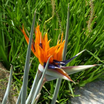 Strelitzia reginae 