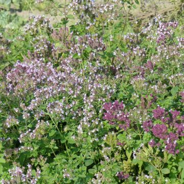 Origanum vulgare seeds - Oregano