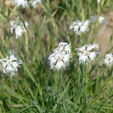 Dianthus arenarius seeds