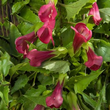 Asarina wislizeni Red Dragon - Climbing Snapdragon