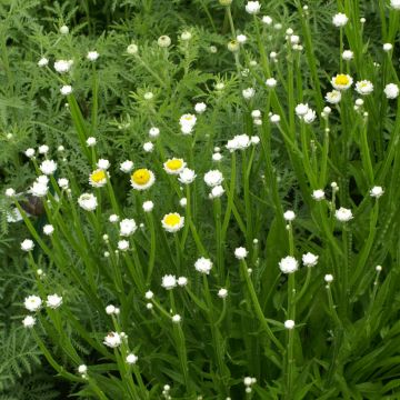 Ammobium alatum Grandiflorum