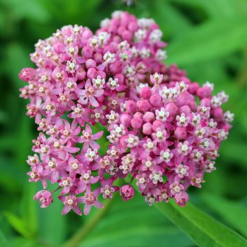 Asclepias incarnata Rose - seeds