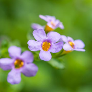 Bacopa cordata Blutopia Blue