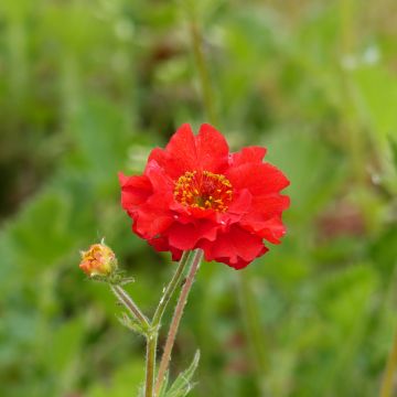 Geum chiloense Mrs Bradshaw seeds - Chilean Avens