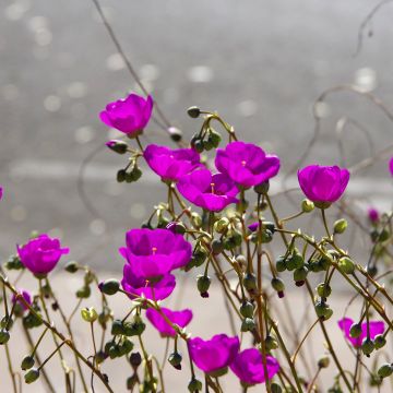 Graines de Pourpier de Cooper Stardust - Delosperma floribundum Stardust