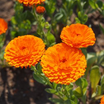 Souci double de Jardins Ball’s Orange - Calendula officinalis