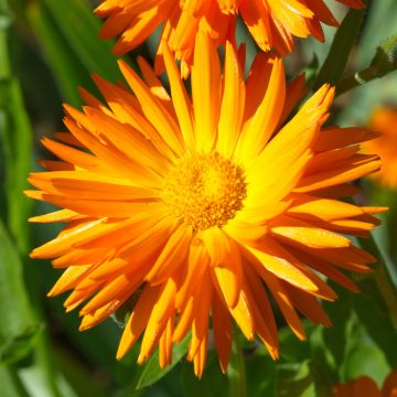 Calendula officinalis Porcupine Seeds - Pot Marigold