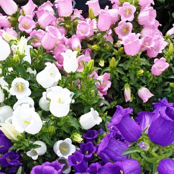 Campanula Medium (Mixed) 