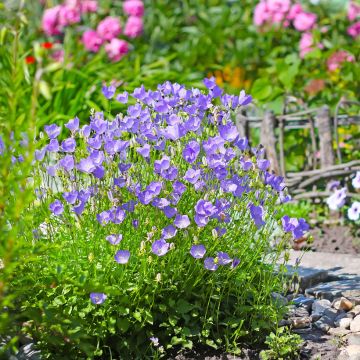 Campanule des monts Carpathes bleu - Campanula carpatica