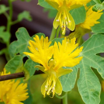 Graines de Capucine des Canaris - Tropaeolum peregrinum