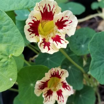 Tropaeolum majus Chameleon Seeds - Dwarf Nasturtium