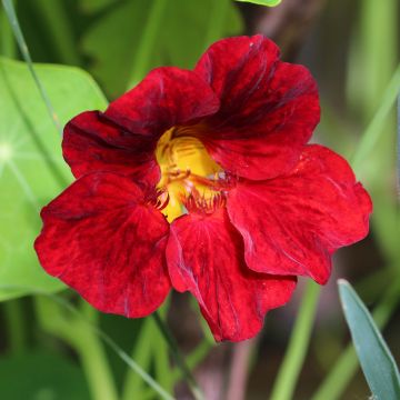 Tropaeolum majus - Nasturtium Crimson Emperor Seeds