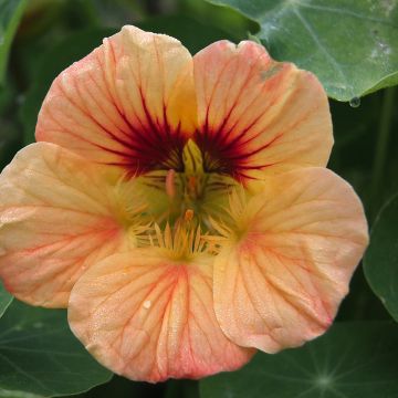 Tropaeolum majus nanum Salmon Baby