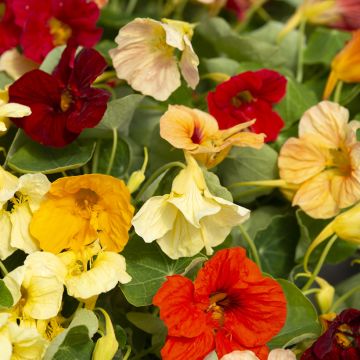 Tropaeolum Tip Top Formula Mixture Seeds - Nasturnium