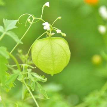 Cardiospermum halicacabum - seeds