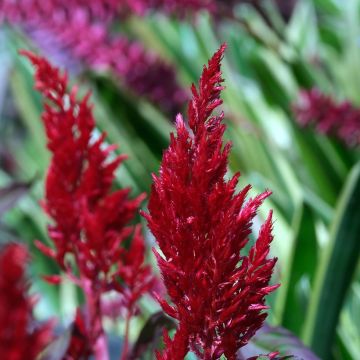 Celosia argentea var. cristata Forest Fire seeds - Cockscomb flower