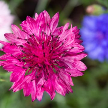 Cornflower Red Boy Seeds - Centaurea cyanus