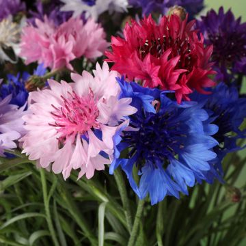 Centaurée à fleurs doubles en mélange - Centaurea cyanus