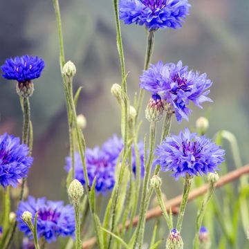 Wild Cornflower Seeds - Centaurea cyanus