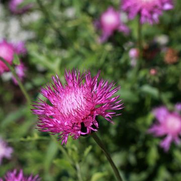 Centaurea moschata Splendens purple - seeds