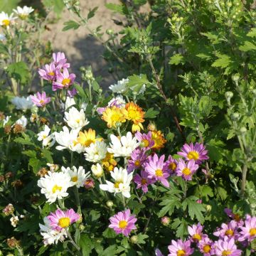 Chrysanthemum Fanfare Improved F1 Hybrid 