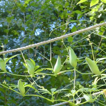 Cyclanthera pedata seeds - Caigua