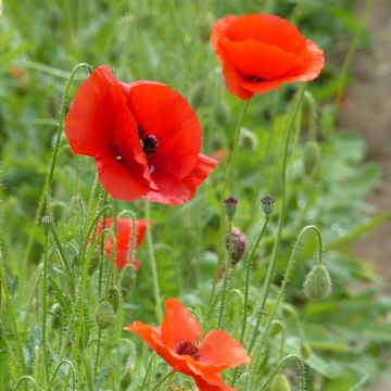 Common Poppy organic seeds - Papaver rhoeas