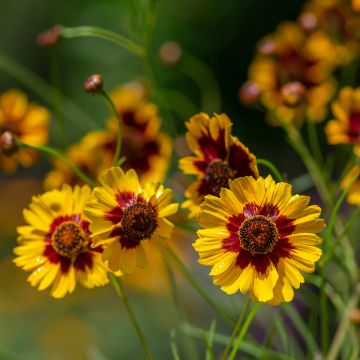 Coreopsis tinctoria Seeds - Plains coreopsis