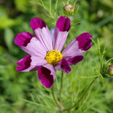 Cosmos 'Pied Piper' Red Seed - Cosmos bipinnatus