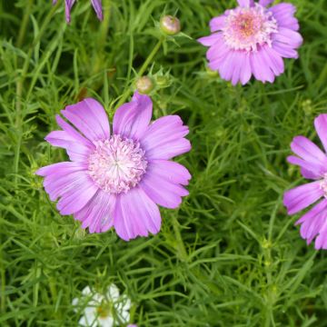 Cosmos Pink Popsocks seeds - Cosmos bipinnatus