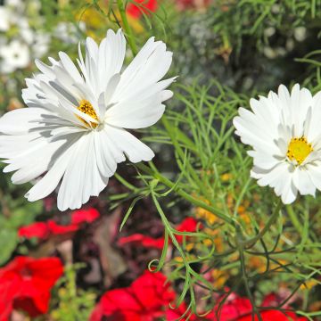 Seed of Cosmos Psyché White - Cosmos bipinnatus