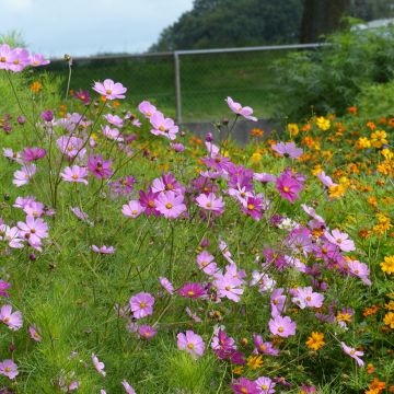 Cosmos bipinnatus Sensation Mix organic seeds - Garden Cosmos