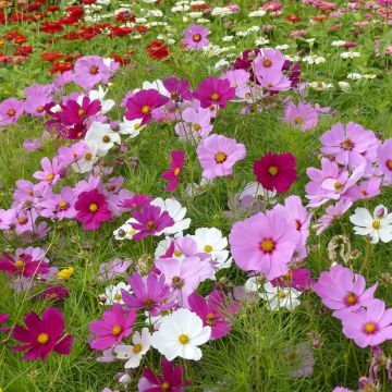 Cosmos bipinnatus Sensation Royal Mix seeds