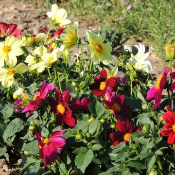 Dahlia Mignon Mix seeds