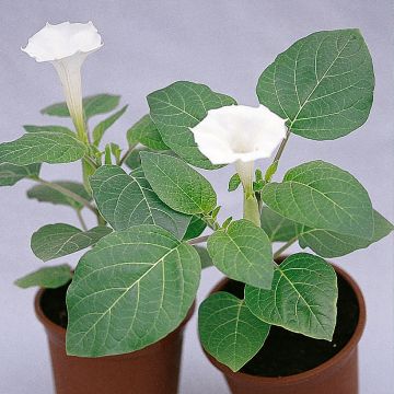 Datura metel Belle Blanche seeds - Brugmansia