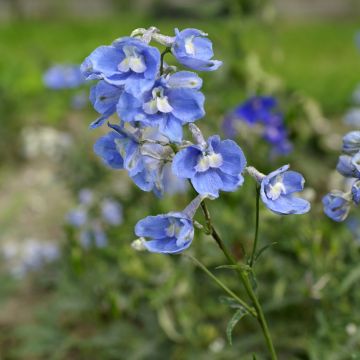 Delphinium belladonna Cliveden Beauty seeds - Larkspur