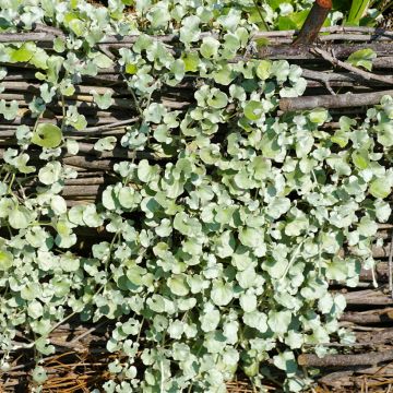 Dichondra argentea Silver Falls - Silver ponysfoot seeds