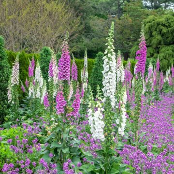 Digitale pourprée Geant de Notre-Dame - Digitalis purpurea