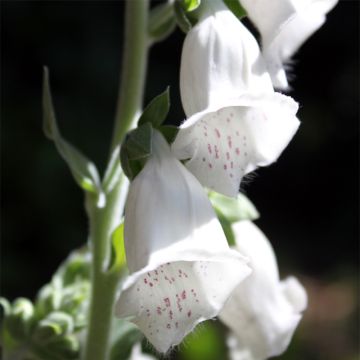 Graines de Digitale 'Silver Fox Improved' - Digitalis purpurea