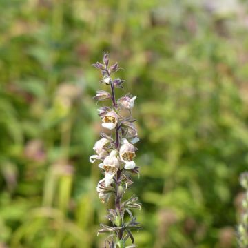 Graines de Digitale Café Crème - Digitalis lanata