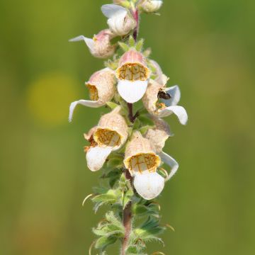 Graines de Digitale Café Crème - Digitalis lanata