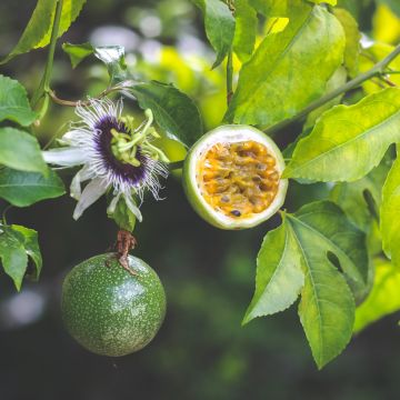 Passiflora edulis seeds