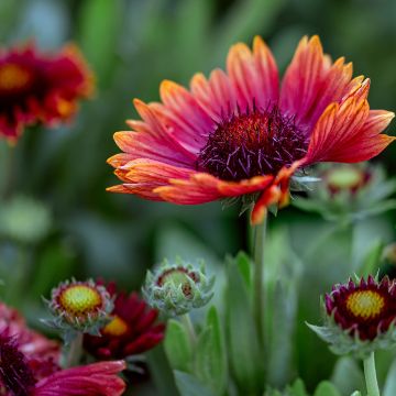 Gaillardia x Grandiflora Arizona Red Shades