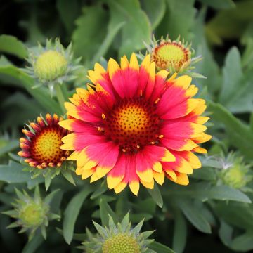 Gaillardia aristata Arizona Sun - Great Blanket Flower