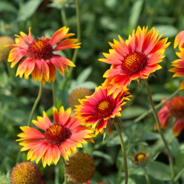 Gaillardes vivaces en melange - Gaillardia aristata