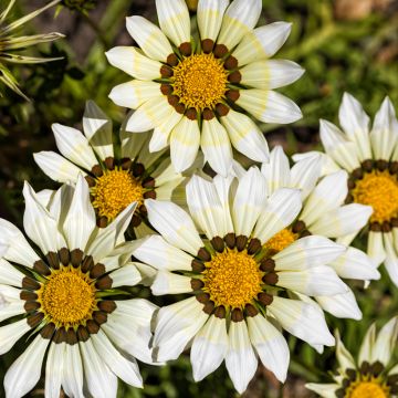 Gazania 'Kiss White' F1 Seeds