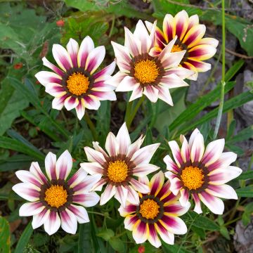 Gazania Tiger Stripes Mixed Seeds - Treasure Flower