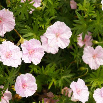 Geranium sanguineum Vision Pink seeds - Bloody cranesbill